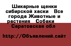 Шикарные щенки сибирской хаски - Все города Животные и растения » Собаки   . Саратовская обл.